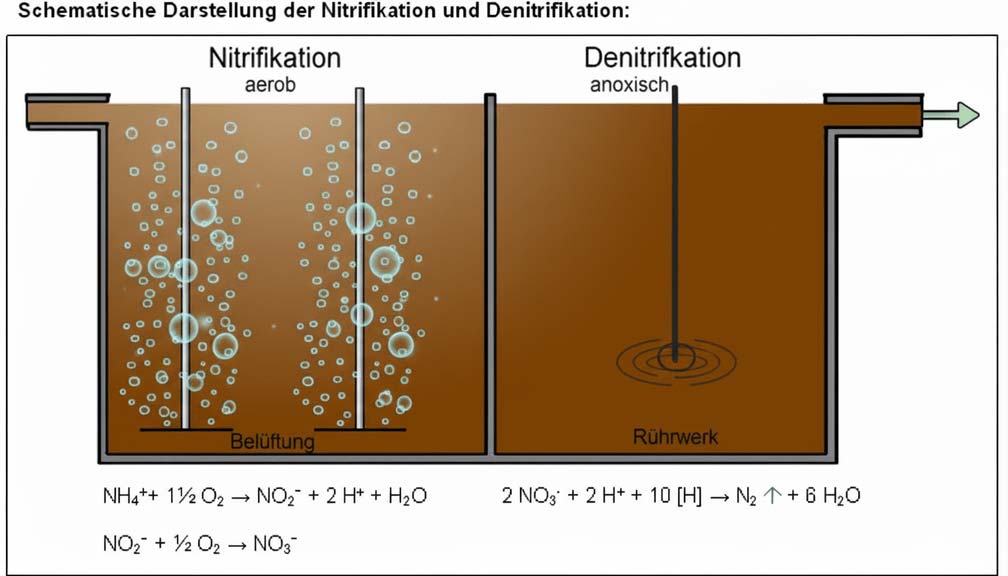 Schematische Darstellung der Nitrifikation und Denitrifikation