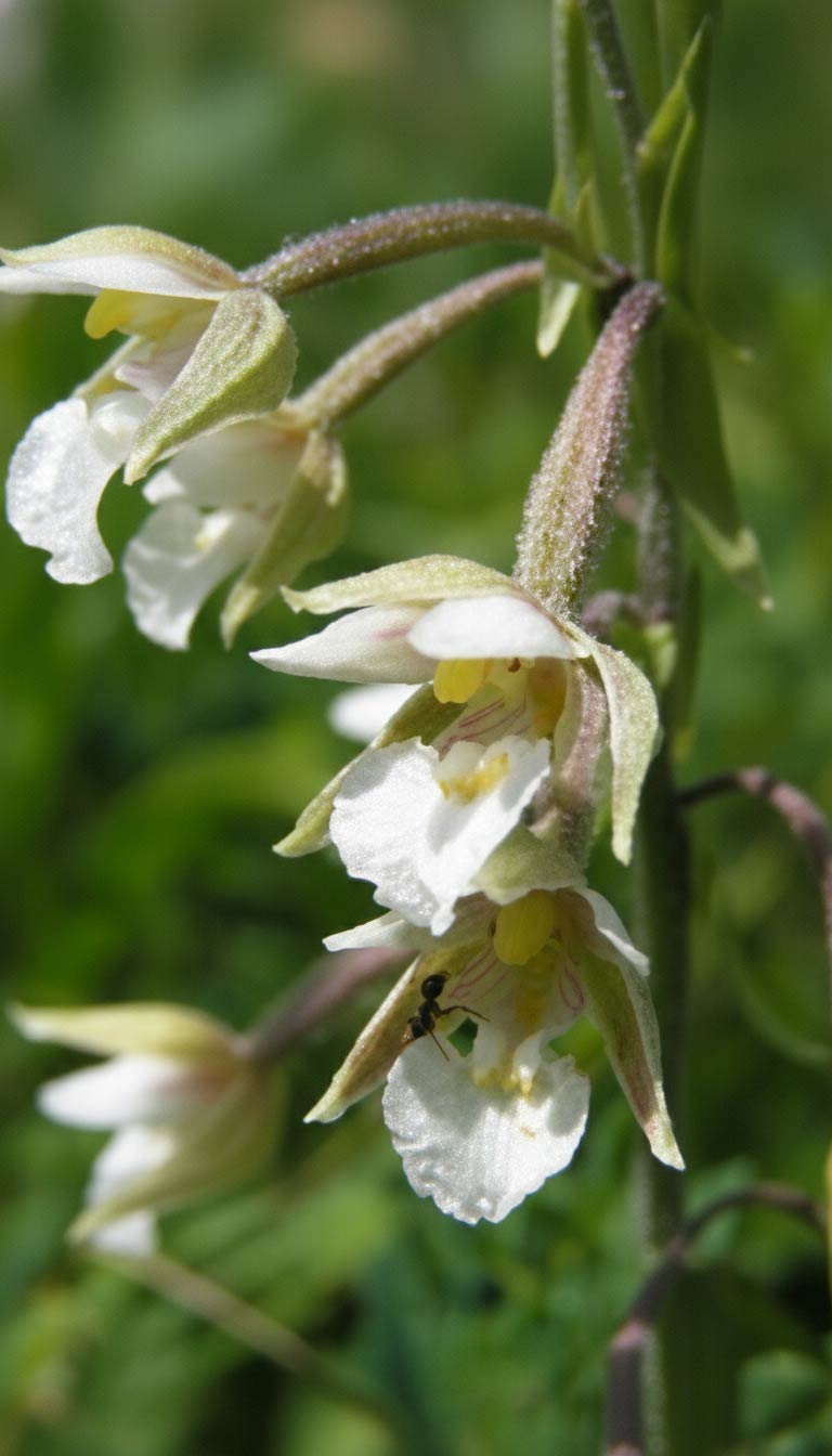 Vermutlich Blüte der Sumpf-Stendelwurz